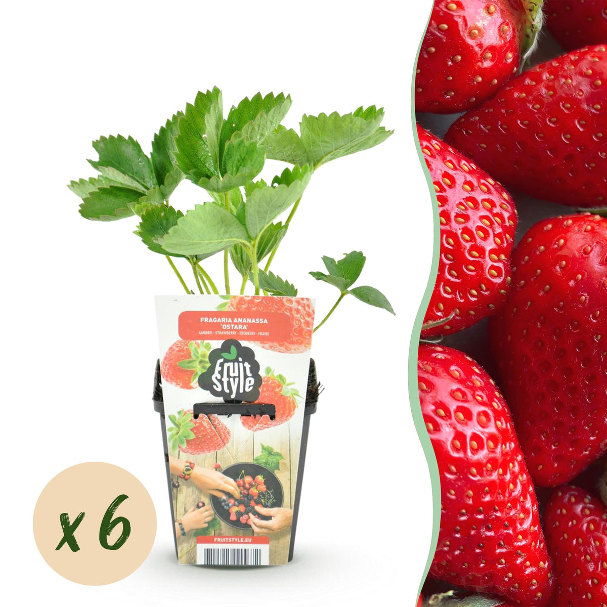 Erdbeere Fragaria Elsanta winterhart 3 Pflanzen Höhe 30cm Ø9cm – Rote Erdbeere für Beet Balkon & Topf – Ertragreiche Obstpfla
