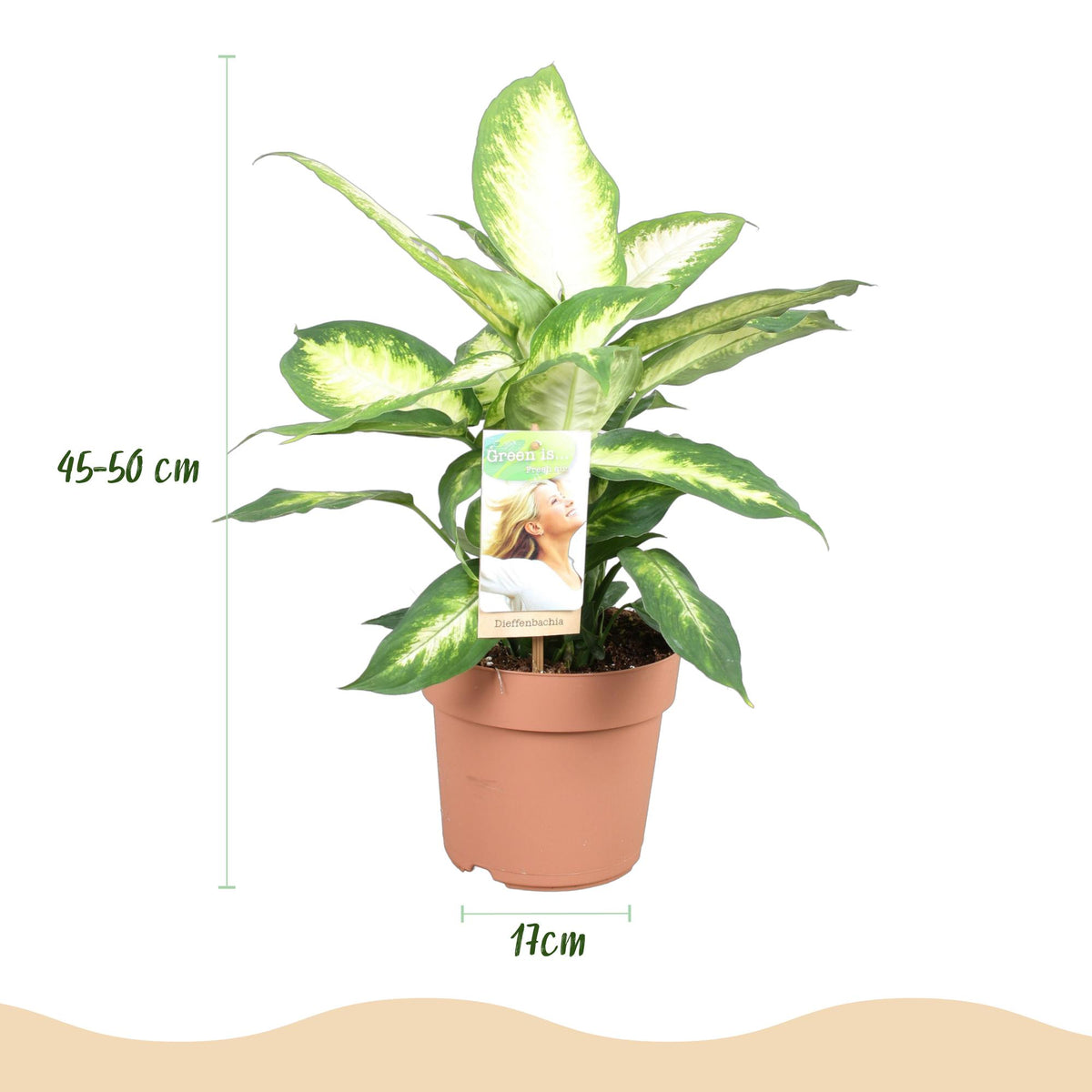 Green boutiQ - Zimmerpflanzen - Dieffenbachia Camilla - Dieffenbachia - Wenig Pflege - Bunt - 1 Pflanze - Topf 17cm - Höhe 45-50cm 