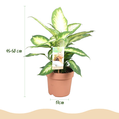 Green boutiQ - Zimmerpflanzen - Dieffenbachia Camilla - Dieffenbachia - Wenig Pflege - Bunt - 1 Pflanze - Topf 17cm - Höhe 45-50cm 