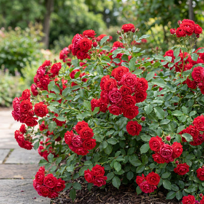 Green boutiQ - Garten Rose - Rosa Rote The Fairy - Rose - Winterhart - Rot - 3 Pflanzen - Topf 12cm - Höhe 20-25cm 