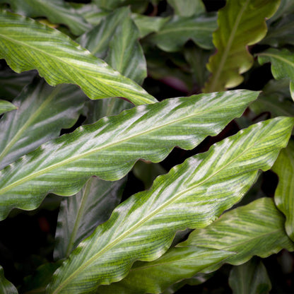 Samt-Korbmarante Calathea rufibarba im Naturkorb, Topf Ø17cm – Ansicht 5