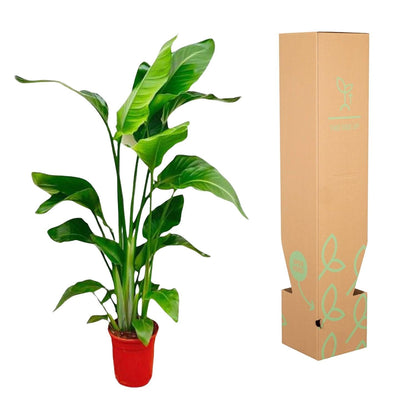Strelitzia Nicolai – Paradiesvogelblume – Zimmerpflanze 70–90 cm – Ø17 cm – Tropische Grünpflanze für Wohnzimmer & Büro – Exotisch & pflegeleicht 