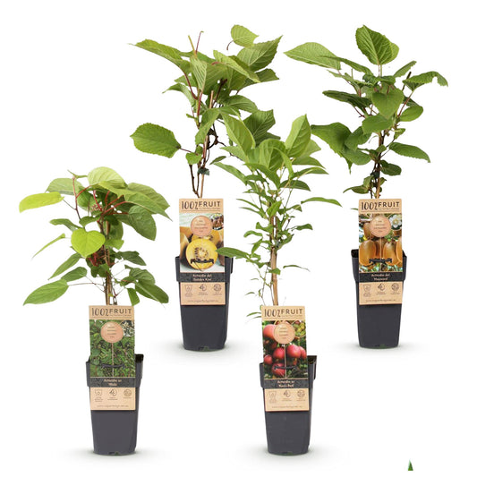 Green boutiQ - Fruit Plant - Actinidia Weiki & Hayward, Ken's Red, Golden Kiwi - Kiwi Plant - 1 Male - 3 Female - Plants - Green-Red-Yellow - Pot 15cm - Height 50cm 