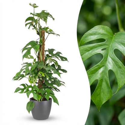 Monstera Minima am Moosstab 90cm – Mini Fensterblatt Zimmerpflanze im grauen Übertopf Ø19cm – tropische Lochblätter – pflegeleicht für Wohnung & Büro, ideal bei Halbschatten, moderat gießen 