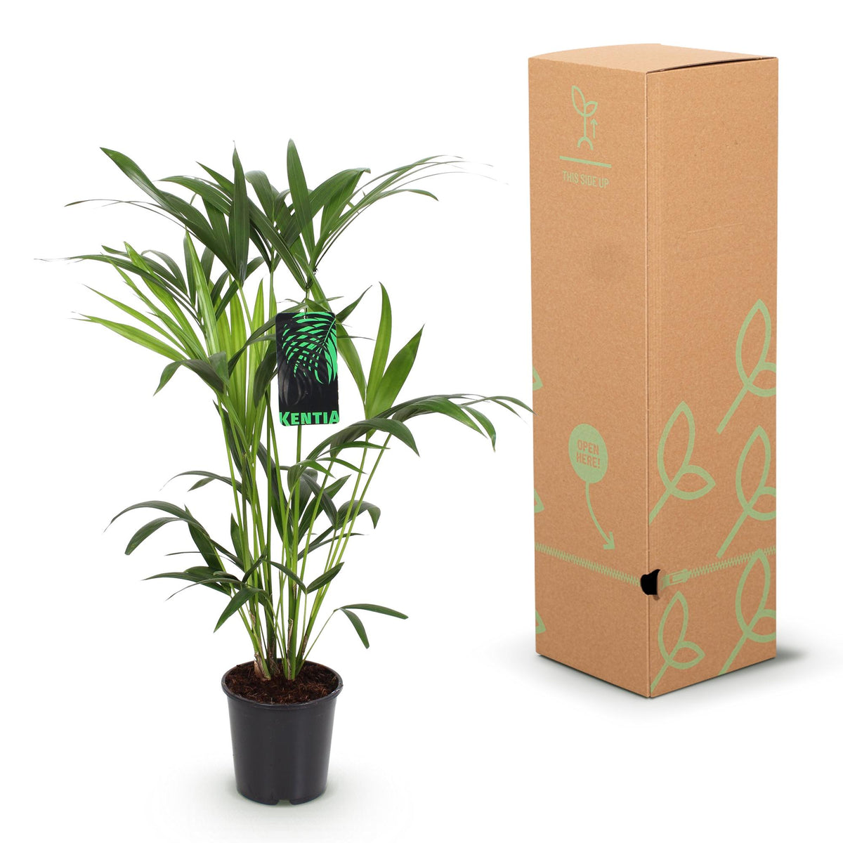 Howea Forsteriana – Kentia-Palme – 80–85cm – 19cm – Pflegeleichte Zimmerpalme mit eleganten Wedeln – Tropische, luftreinigende Grünpflanze für stilvolle Wohnräume 