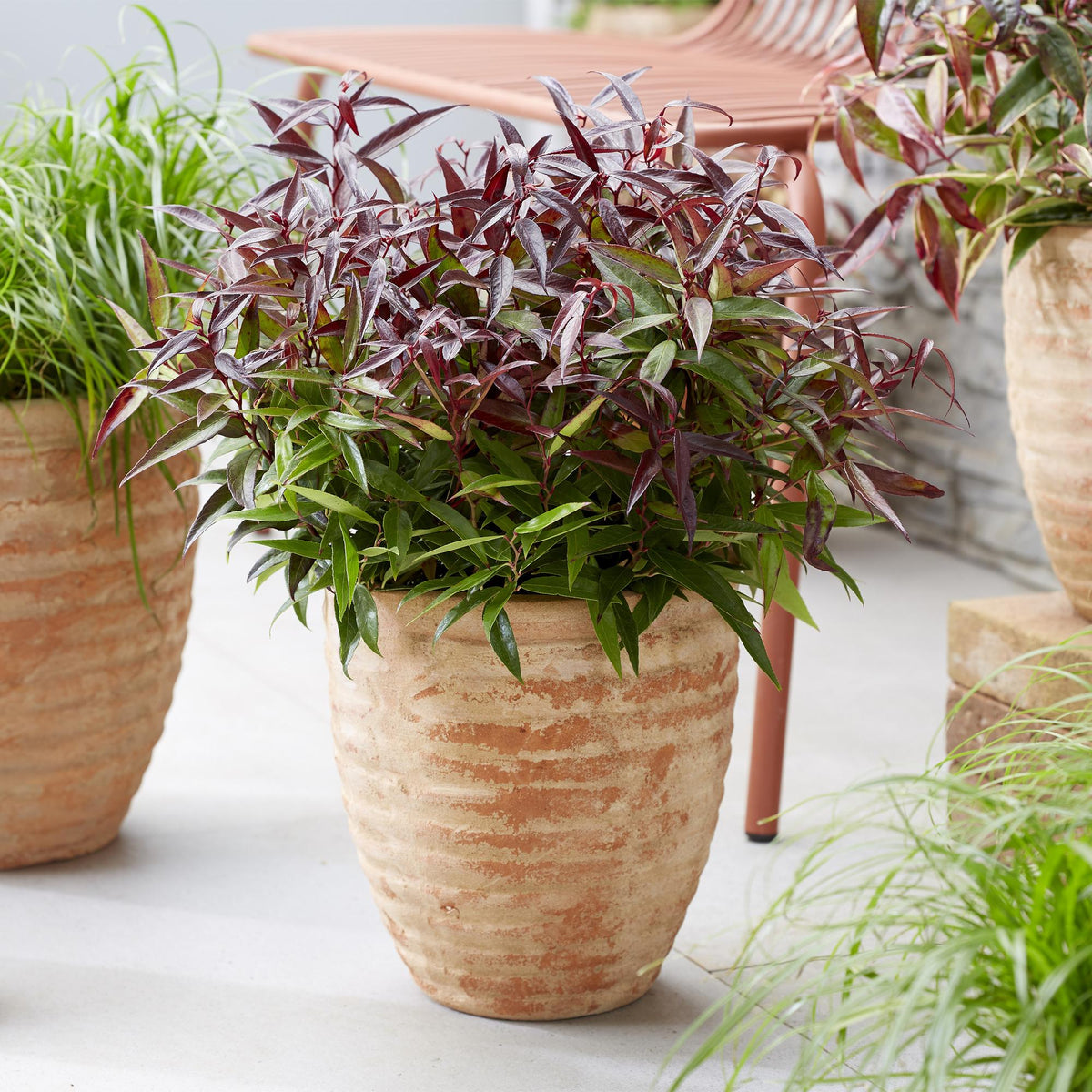 GreenboutiQ - Gartenpflanze - Leucothoe Burning Love - Rot - 2 Pflanzen - Immergrün - Wenig Pflege - Topf 17cm Höhe 45cm 