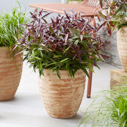 GreenboutiQ - Gartenpflanze - Leucothoe Burning Love - Rot - 2 Pflanzen - Immergrün - Wenig Pflege - Topf 17cm Höhe 45cm 
