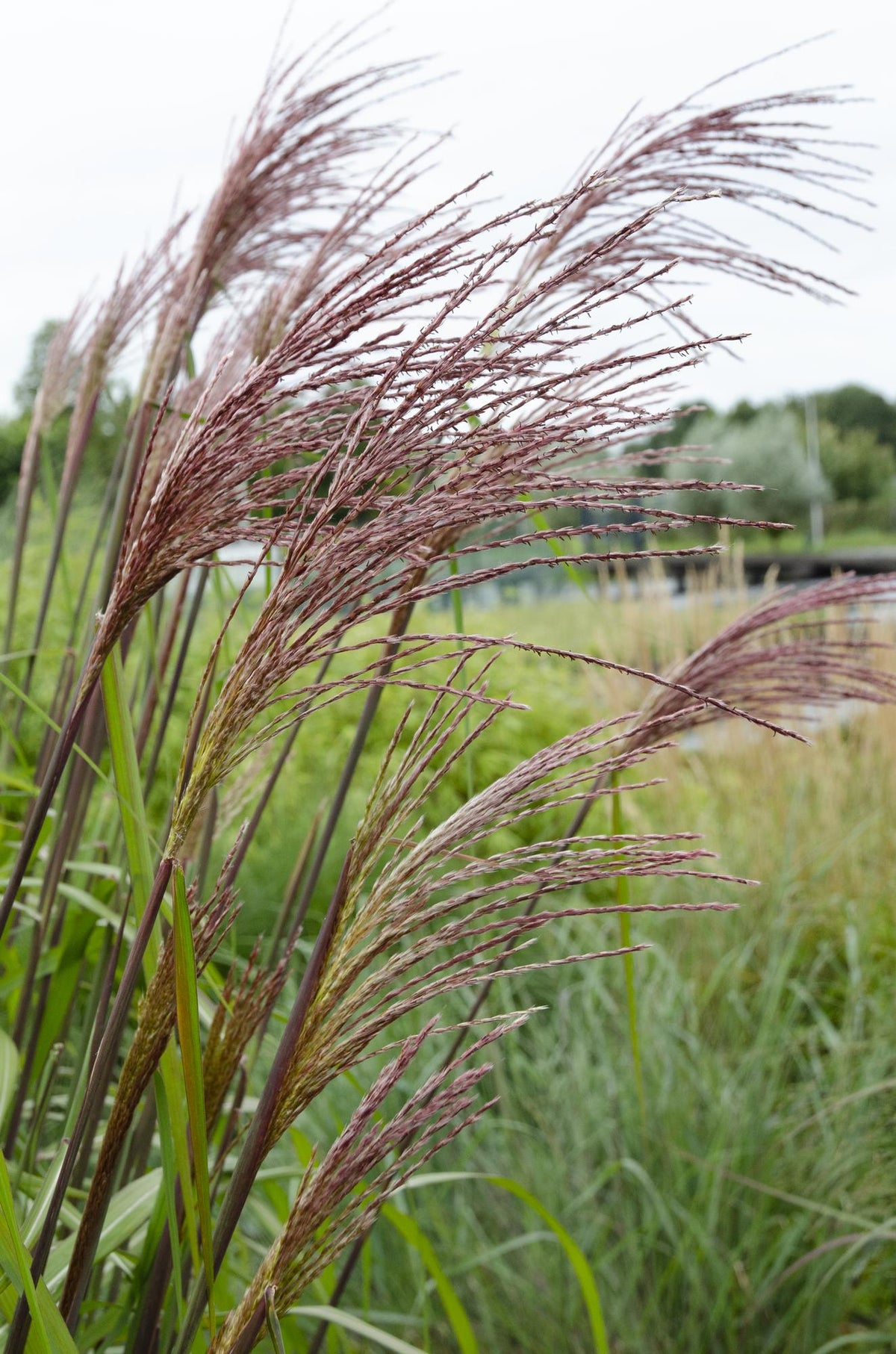 Chinaschilf - Miscanthus sinensis 'Ferner Osten' - Ø19cm ↕50cm - Ziergras mit roten Stängeln & rotbraunen Blüten - Winterhart & pflegeleicht 