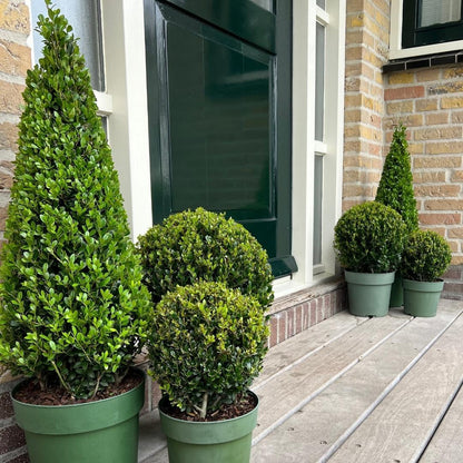 Stechpalme Ilex crenata Pyramide – ↨55 cm – Ø21 cm – Immergrüner, winterharter Buchsbaum-Ersatz für Garten, Terrasse & Topf 