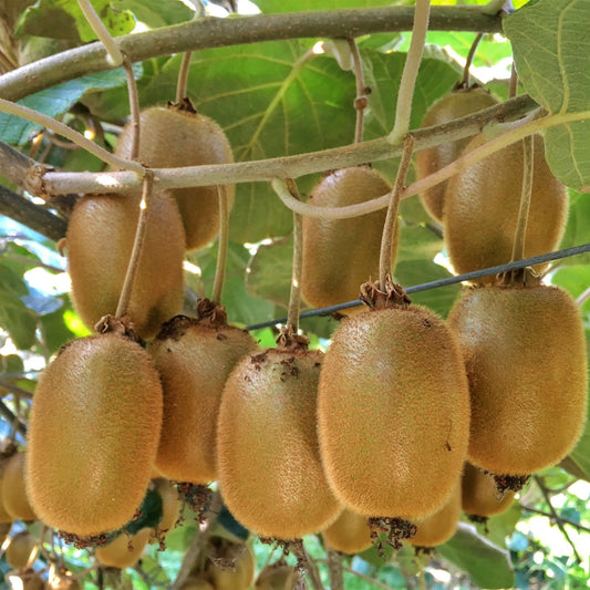 Green boutiQ - Fruit Plant - Actinidia Weiki & Hayward - Kiwi Plant - 1 Male - 1 Female - Plants - Green - Pot 15cm - Height 50cm 