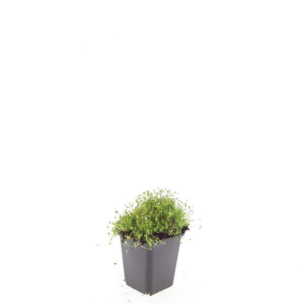 Sagina subulata Irisches Moos – Bodendecker Set Ø9cm – Immergrün & trittfest – Ansicht 17