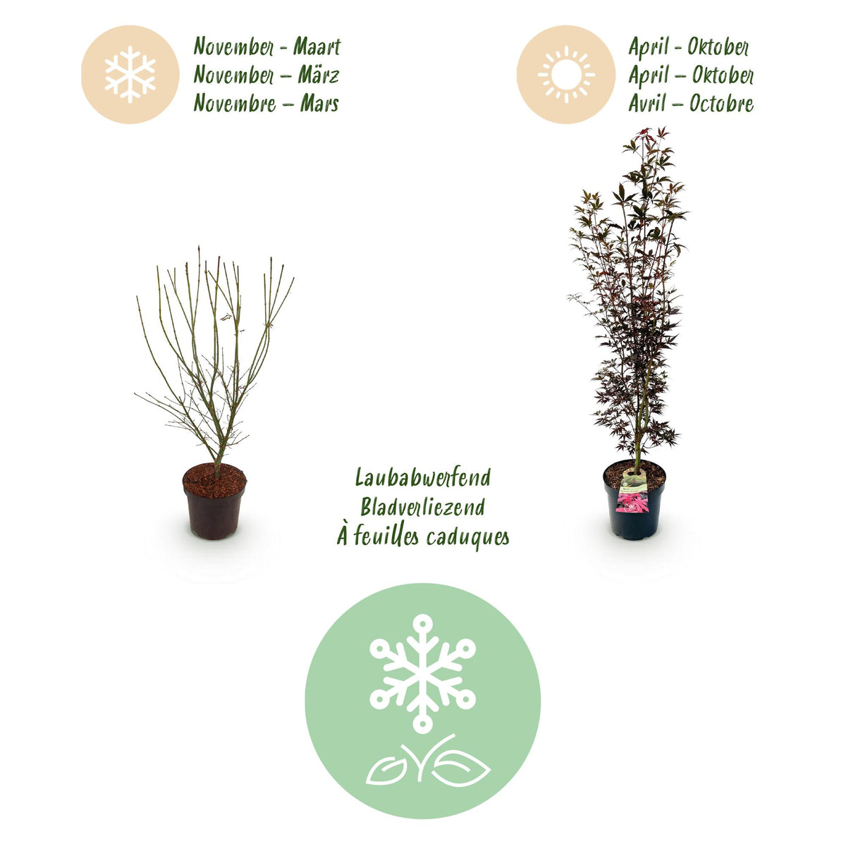Green boutiQ - Gartenpflanze - Acer palmatum Skeeters Broom - Japanischer Ahorn - Laubabwerfend - Rot - 1 - Topf 26cm - Höhe 90cm 
