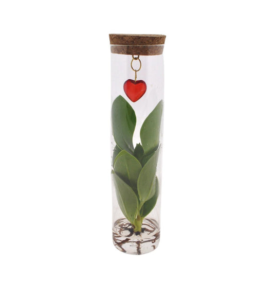 Mix In Tube Glas + Jewel (hartje) - Ø7cm - ↕15cm 