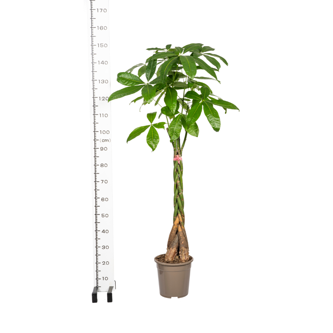 Glückskastanie Pachira Aquatica – Zimmerpflanze – Ø24cm – 120-140cm hoch – Geflochtener Stamm – Exotisch & pflegeleicht 