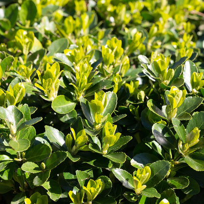 Japanischer Spindelstrauch Euonymus japonicus Green Spire – Heckenpflanze – Blatt Grün – 6 Pflanzen – 1  Meter – Immergrün – 17 cm Höhe 40 cm – Pflegeleicht & Sonnentolerant 