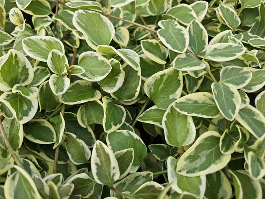 Kleines Immergrün Vinca major 'Variegata' – ↕10-25cm – Ø9cm – 6 Pflanzen – Bodendecker – Wintergrün – Schattentauglich – Unterpflanzung 