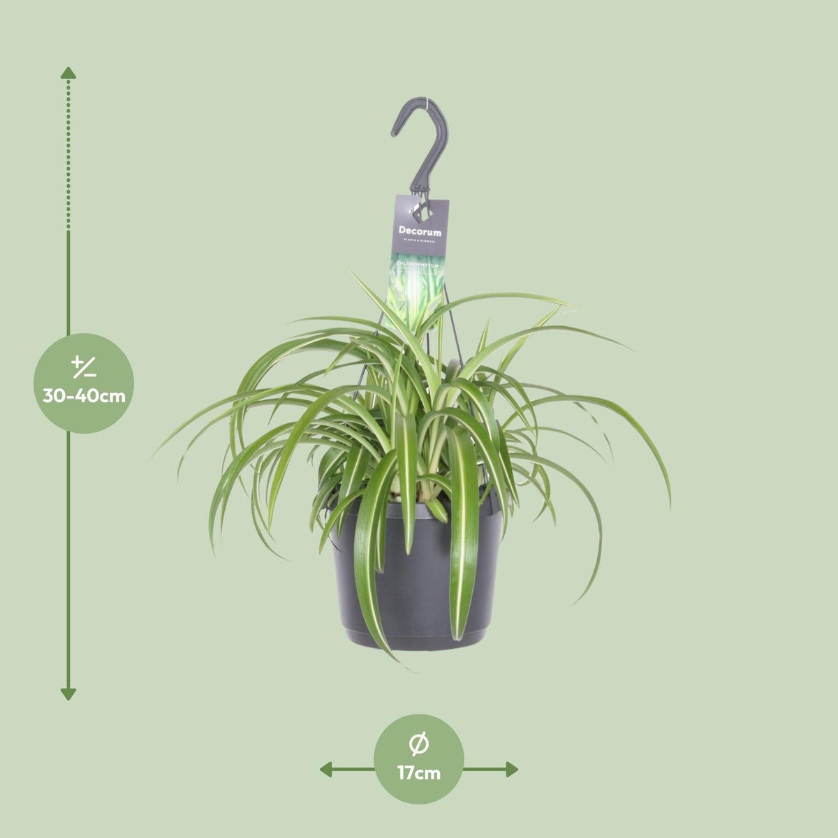 Chlorophytum Comosum Bonnie - Ø17cm - ↕35cm 
