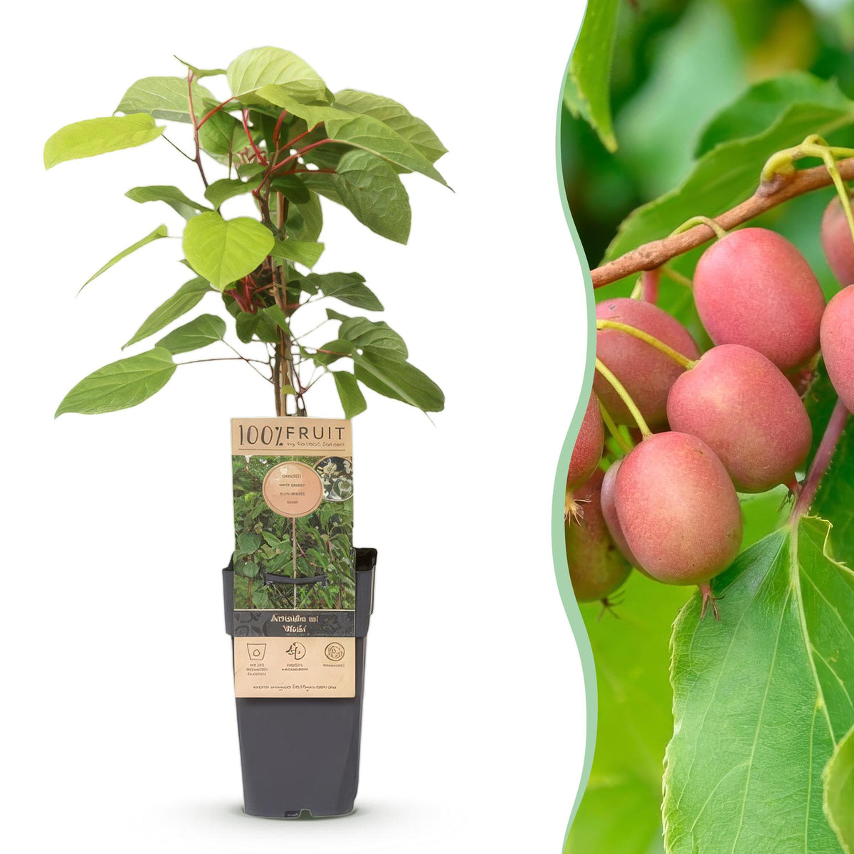 Green boutiQ - Fruchtpflanze - Actinidia arguta Weiki - Kiwi-Pflanze - Männlich - Rote - Lila Früchte - 1 Pflanze - Topf 15cm - Höhe 50cm 