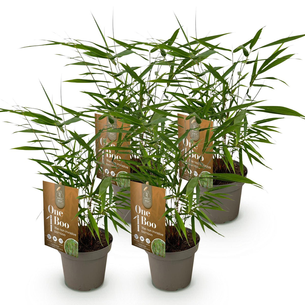 Bambus Fargesia Asian Wonder nicht wuchernder immergrüner Gartenbambus, grüne Sichtschutz Pflanzen, Ø14cm, 35cm hoch 
