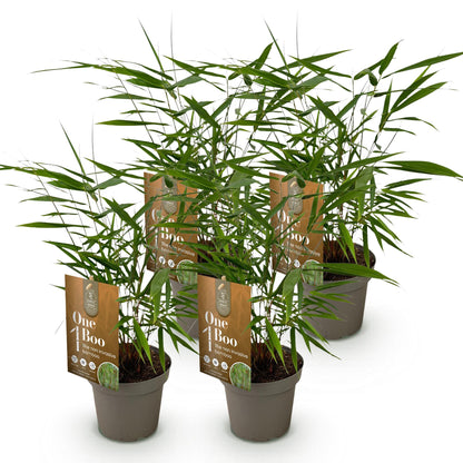 Bambus Fargesia Asian Wonder nicht wuchernder immergrüner Gartenbambus, grüne Sichtschutz Pflanzen, Ø14cm, 35cm hoch 