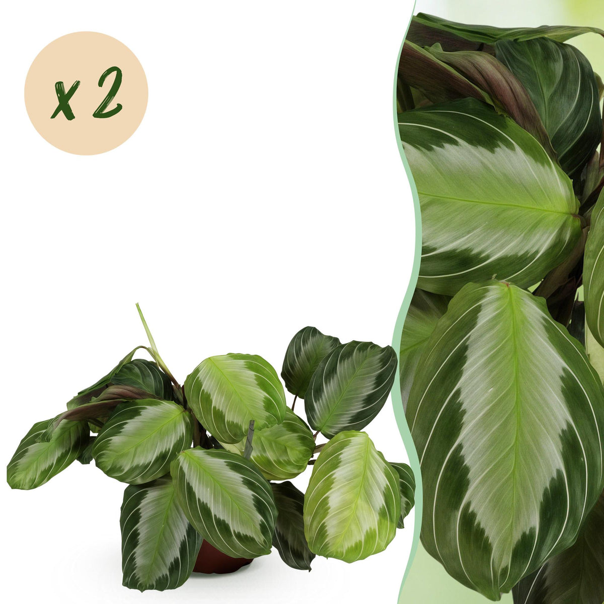 Green boutiQ - Zimmerpflanze - Maranta Fascinator Silverband - Gebetskraut - Haustierfreundlich - Grün - 2 Pflanzen - Topf 12cm - Höhe 30-35cm 