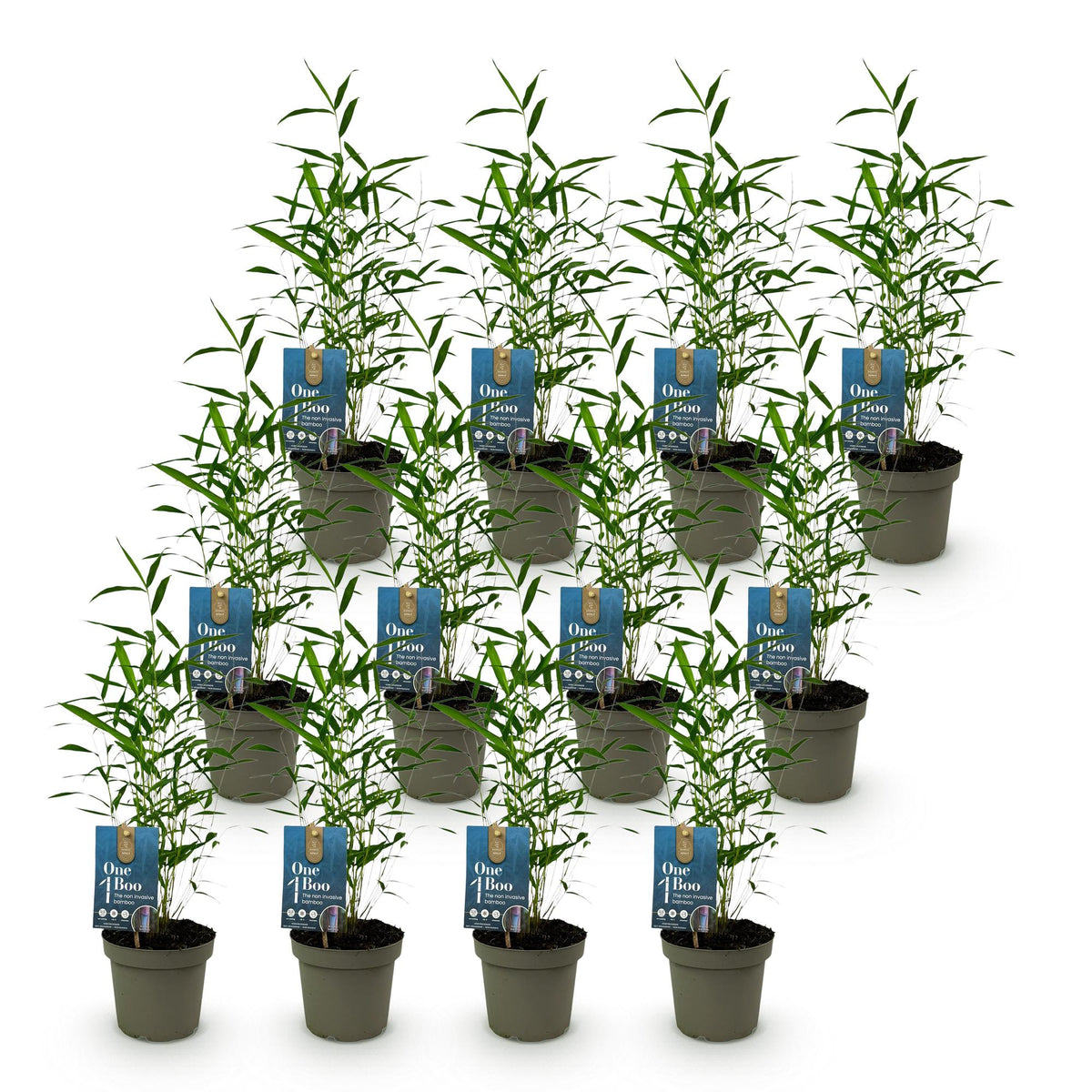 Fargesia Blue Dragon Bambus – 6 Pflanzen – Ø14cm 35cm Höhe – immergrüner nicht ausbreitender Gartenbambus für Hecke Sichtschu