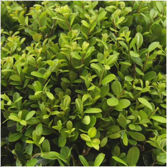 Ilex crenata 'Jenny' – Stechpalme Sträucher – Ø7cm – ↕15cm – 6 Pflanzen – Immergrün, Pflegeleicht & Winterhart – Buchsbaum-Alternative 
