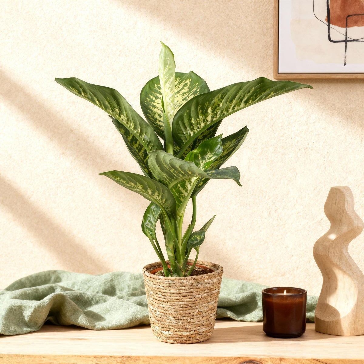 Green boutiQ - Zimmerpflanzen - Diefenbachia Tropic Snow - Dieffenbachia - Wenig Pflege - Bunt - 1 Pflanze - Topf 21cm - Höhe 90-100cm 