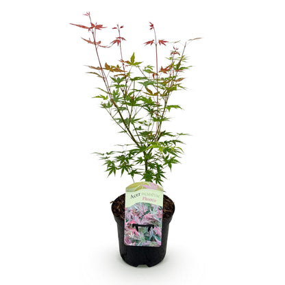 Japanischer Ahorn Acer palmatum 'Phoenix' – Rosa-Rot – Balkon- & Gartenpflanze – Ø19 cm – Ca. 70 cm hoch – Handförmiges Laub mit intensiver Herbstfärbung 