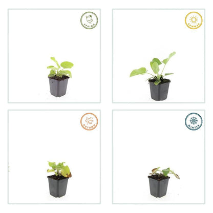 Russel Brandkraut Phlomis russeliana – ↕10-25cm – Ø9cm – Winterhart & Bienenfreundlich – Ansicht 17