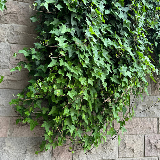 Kletterpflanze Hedera helix – Immergrün – Grüne Blätter – 11 cm x H40 cm – Pflegeleicht – Für Garten, Balkon & Innenräume 