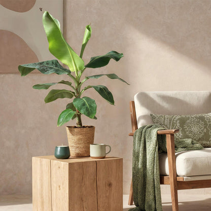 Green boutiQ - Zimmerpflanzen - Musa acuminata Dwarf Cavendisch - Bananenpflanze - Wenig Pflege - mit Korb - Grün - 1 Pflanze - Topf 21cm - Höhe 70-75cm 