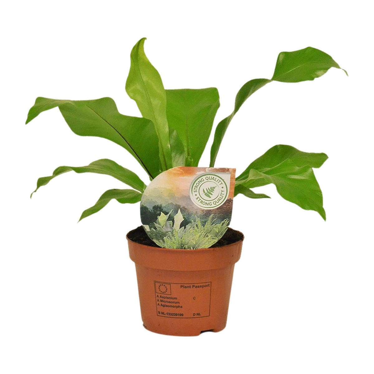 Rippenfarn – Asplenium Nidus – Zimmerpflanze – Ø12 cm – ↨35 cm – Pflegeleicht & Luftreinigend – Ideal für Halbschatten 