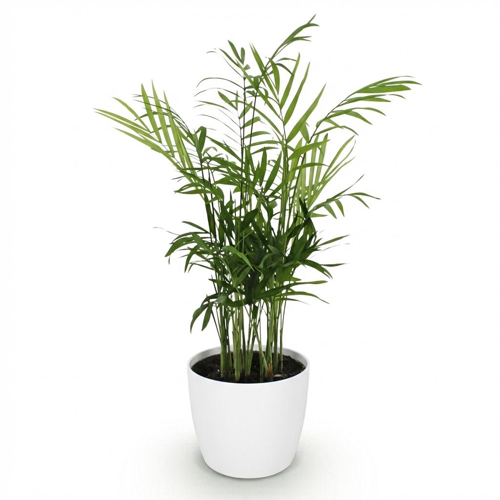 Green boutiQ - Zimmerpflanze - Chamaedorea elegans - Goldpalme - Haustierfreundliche Pflanze - Grün - 1 Pflanze - mit Potter Weiß - Topf 12cm - Höhe 15cm 