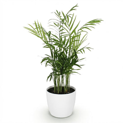 Green boutiQ - Zimmerpflanze - Chamaedorea elegans - Goldpalme - Haustierfreundliche Pflanze - Grün - 1 Pflanze - mit Potter Weiß - Topf 12cm - Höhe 15cm 
