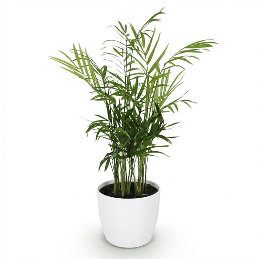 Green boutiQ - Zimmerpflanze - Chamaedorea elegans - Goldpalme - Haustierfreundliche Pflanze - Grün - 1 Pflanze - mit Potter Weiß - Topf 12cm - Höhe 15cm 