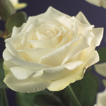 Kletterrose – Rosa White Climber – Blüte Weiß – 2 Pflanzen – Wenig Pflege – 11cm – Höhe ca. 40cm 