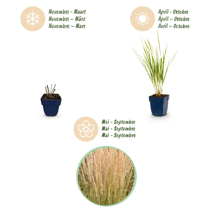 Reitgras 'Karl Foerster' – Calamagrostis 'Karl Foerster' – 6 Pflanzen – Topf Ø11cm – Ansicht 4