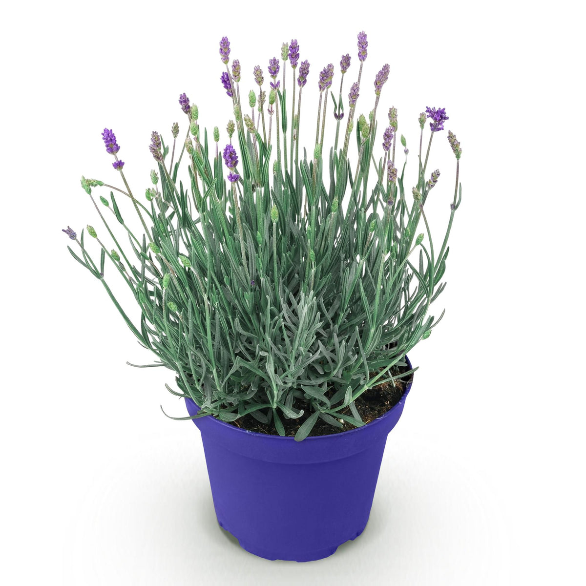 Green boutiQ - Gartenpflanze - Lavandula angustifolia Hidcote - Lavendel - Winterhart - Lila - 1 Pflanze - Topf 12cm - Höhe 15-25cm 