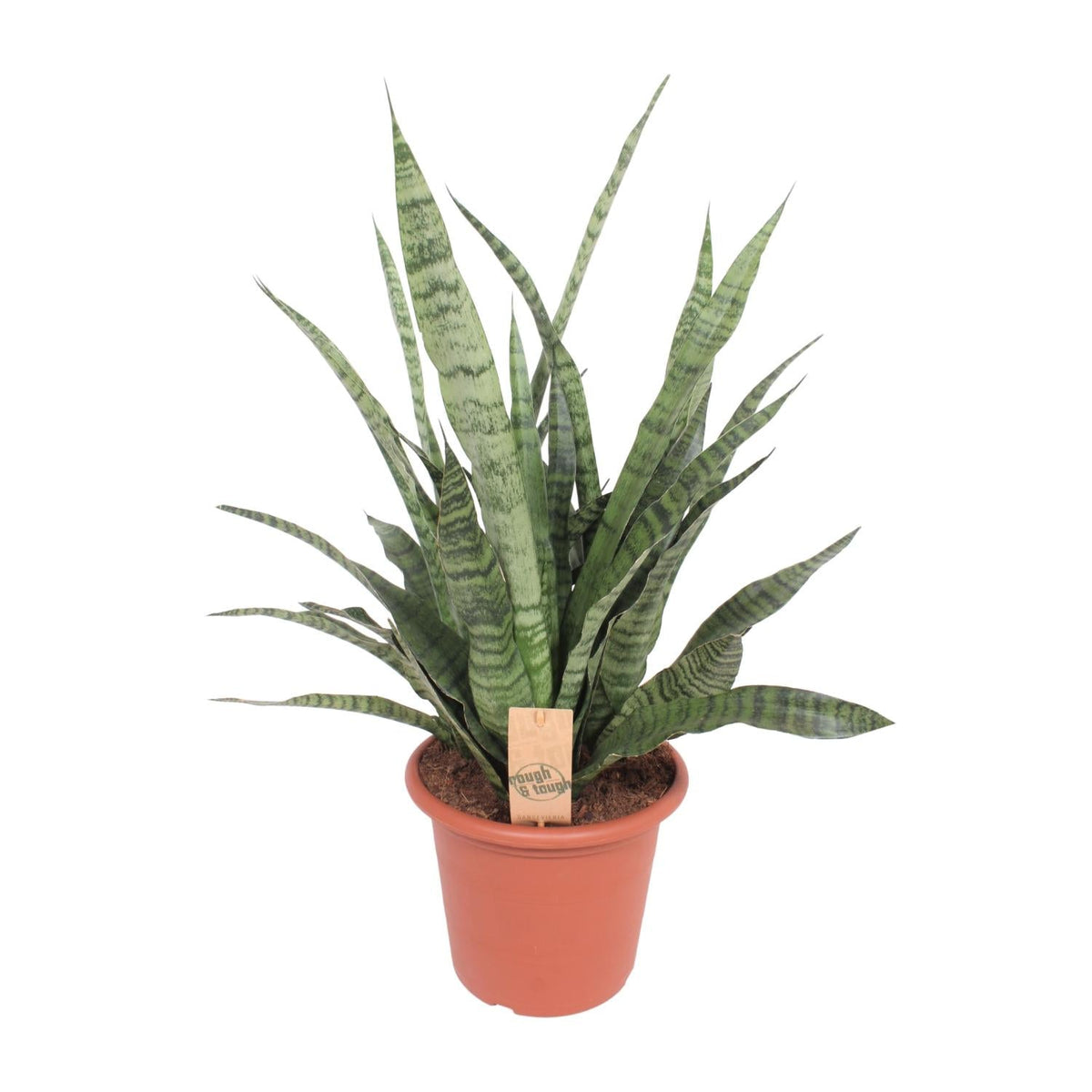 Sansevieria Diamond Green - Ø25cm - ↕80cm 
