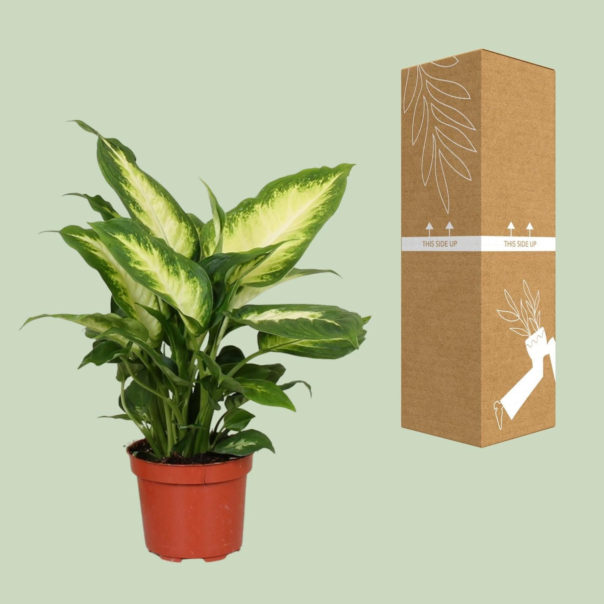 Dieffenbachie Camilla – Zimmerpflanze – Ø12cm – ↕35cm – Pflegeleichte Blattpflanze mit gemustertem Laub – Für Halbschatten geeignet – Ideal für Anfänger 