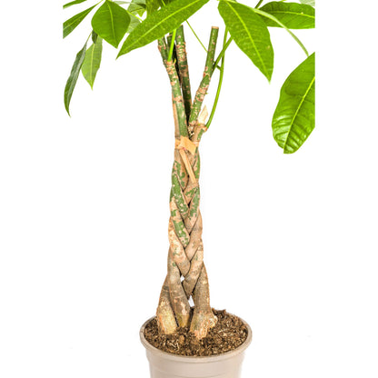 Pachira Aquatica mit Korb Ø21cm - ↕90 - 110cm 