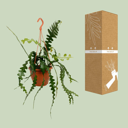 Fischgrätenkaktus – Epiphyllum anguliger – Zimmerpflanze - 35 cm – Ø17 cm – Hängepflanze mit gezackten Blättern – Exotisch & pflegeleicht 