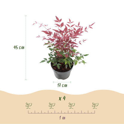GreenboutiQ - Gartenpflanze - Nandina Obsessed - Rot - 1 Pflanze - Immergrün - Wenig Pflege - Topf 17cm Höhe 45cm 