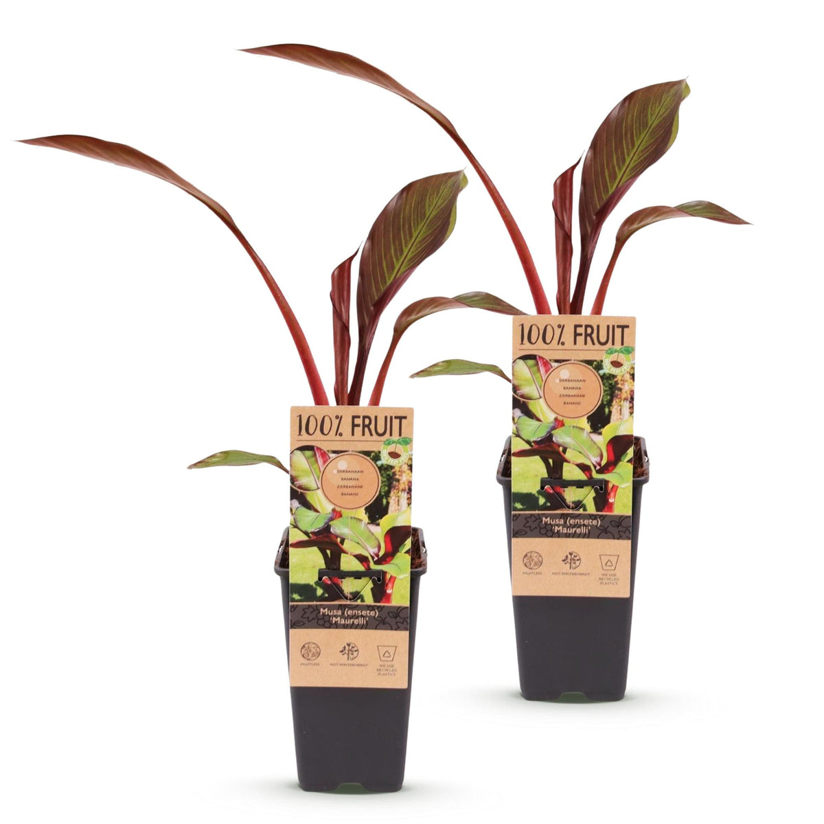 Green boutiQ - Fruit plant - Musa ensete Maurelli - Banana tree - Hardy - Red-Green - 2 Plants - Pot 15cm - Height 50cm 