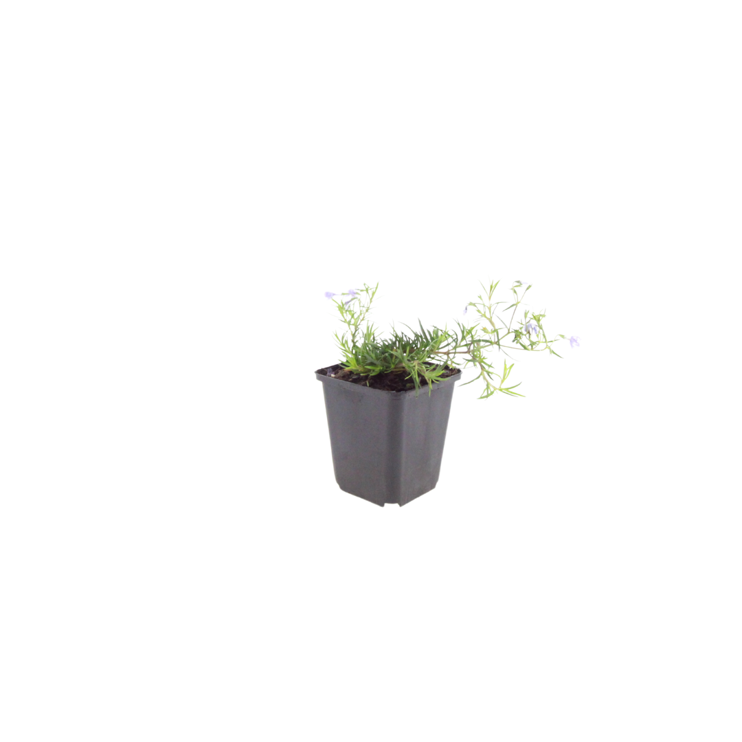 Phlox subulata Emerald Cushion Blue – Ø9cm – Höhe10-25cm – Ansicht 2