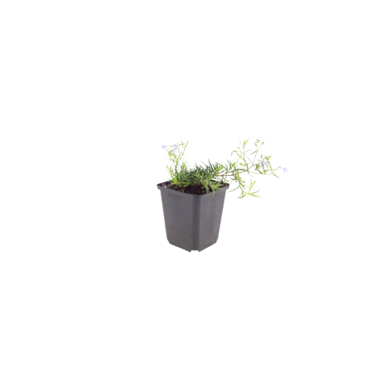 Phlox subulata Emerald Cushion Blue – Ø9cm – Höhe10-25cm – Ansicht 2