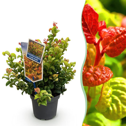 GreenboutiQ - Gartenpflanze - Leucothoe Curly Gold - Gelb - 1 Pflanze - Immergrün - Wenig Pflege - Topf 17cm Höhe 40cm 