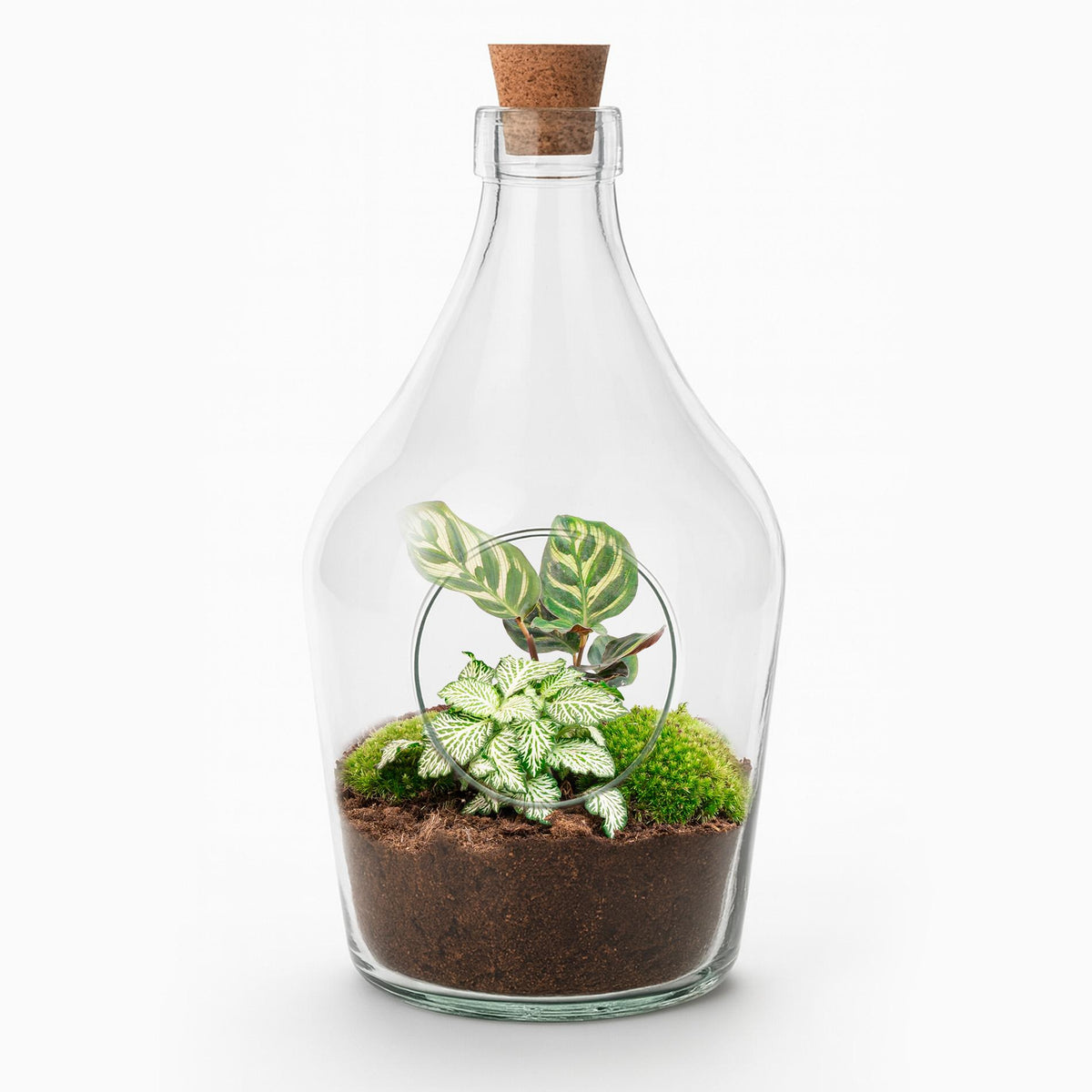 Open terrarium Joss - Calathea Makoyana & Fittonia white Tiger - ↑ 30 cm 