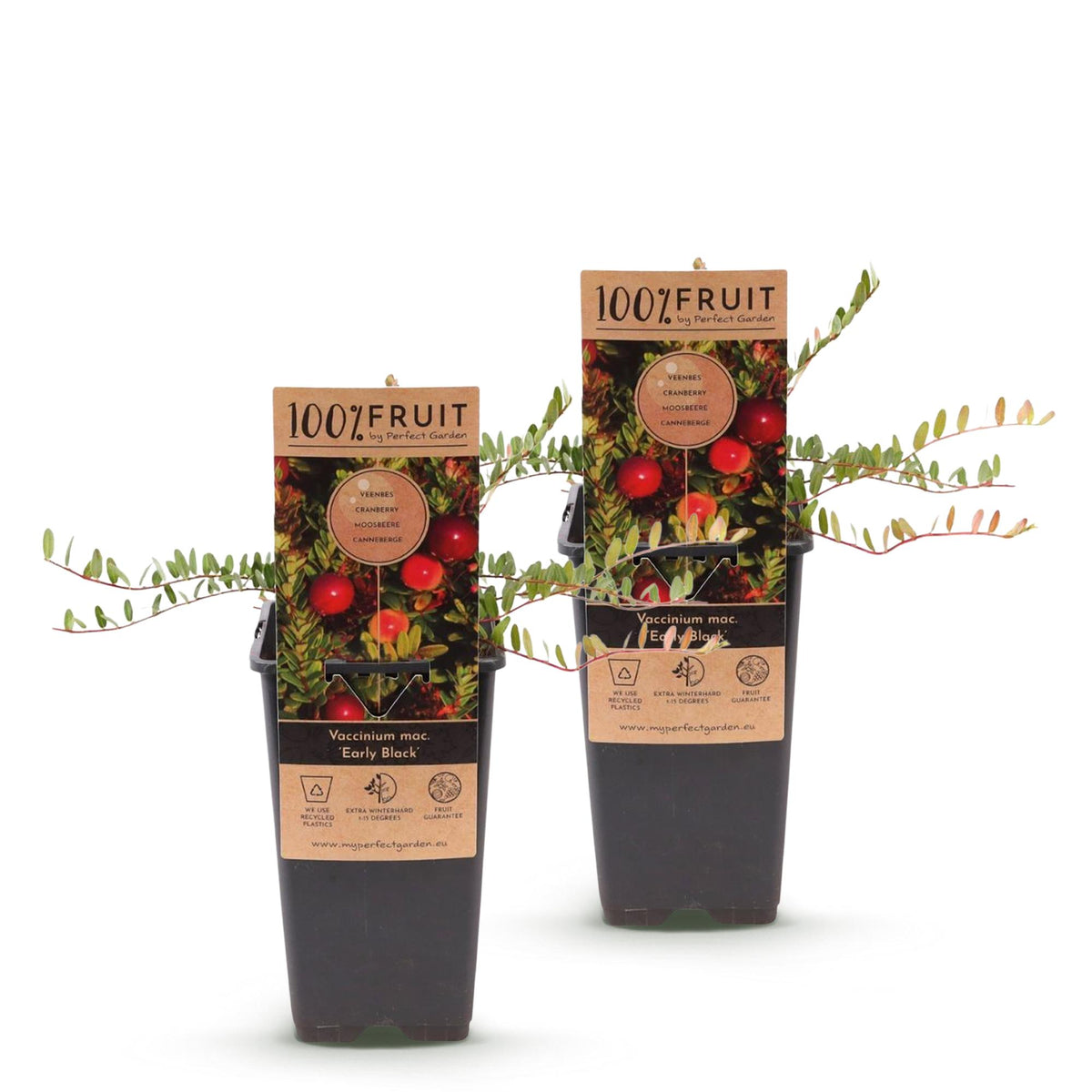 Green boutiQ - Fruit Plant - Vaccinium mac. Early Black - Cranberry - Winter Hardy - Blueberry - 2 Plants - Pot 15cm - Height 50cm 